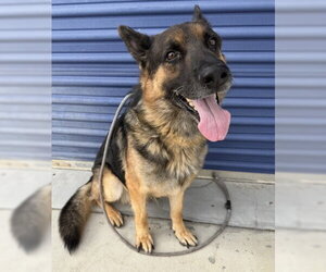 German Shepherd Dog Dogs for adoption in Bakersfield, CA, USA