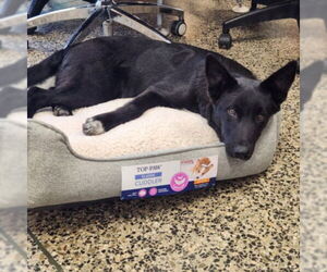 Border Collie-Unknown Mix Dogs for adoption in Tracy, CA, USA