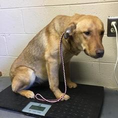 Weimaraner Dogs for adoption in Hamilton, GA, USA