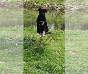 Sheprador Dogs for adoption in Woodbridge , NJ, USA