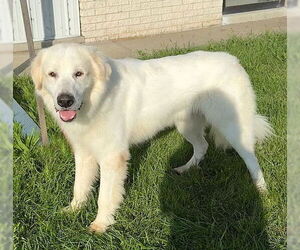 Golden Pyrenees Dogs for adoption in Genesee, WI, USA