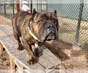 Bulldog-Unknown Mix Dogs for adoption in Santa Cruz, CA, USA