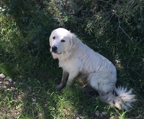 Great Pyrenees Dogs for adoption in Del Rio, TX, USA