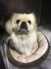 Pekingese Dogs for adoption in Sylmar, CA, USA