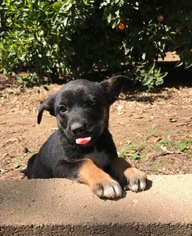 Mutt Dogs for adoption in Lake Arrowhead, CA, USA