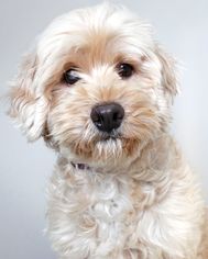 Poovanese Dogs for adoption in Eden Prairie, MN, USA
