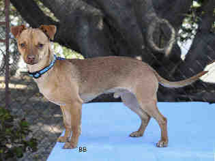 Chiweenie Dogs for adoption in Santa Barbara, CA, USA