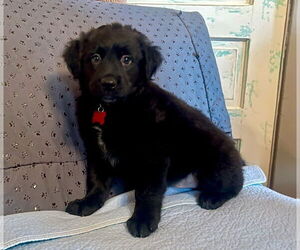 Labrador Retriever-Unknown Mix Dogs for adoption in Rockaway, NJ, USA