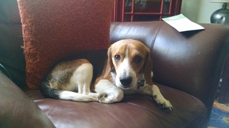 Beagle Dogs for adoption in Ashland, VA, USA