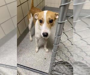 Labrador Retriever-Unknown Mix Dogs for adoption in Pasadena, TX, USA