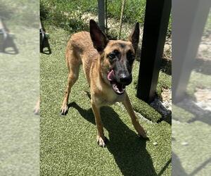 Mutt Dogs for adoption in Pasadena, TX, USA