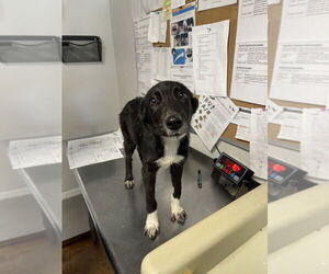 Border Collie Dogs for adoption in Bolivar, MO, USA