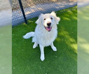 Great Pyrenees Dogs for adoption in Salinas, CA, USA