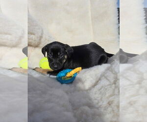 Boxador Dogs for adoption in SHERBURNE, NY, USA