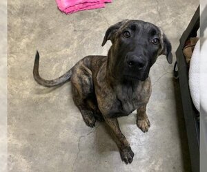 Mastiff-Unknown Mix Dogs for adoption in Jackson, CA, USA