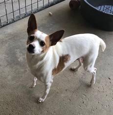 Rat Terrier Dogs for adoption in Longview, TX, USA