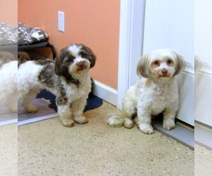 Havanese Dogs for adoption in York, SC, USA