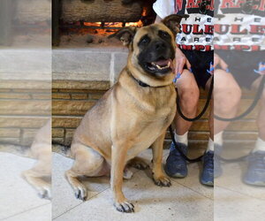 German Shepherd Dog-Mastiff Mix Dogs for adoption in Germanton, TN, USA