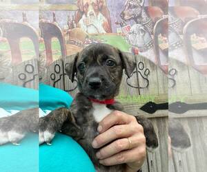 Mutt Dogs for adoption in Jackson Township, NJ, USA