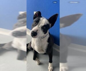 Border Collie-Unknown Mix Dogs for adoption in Visalia, CA, USA