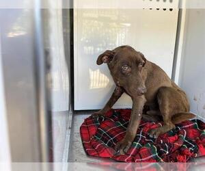 Labrador Retriever Dogs for adoption in Modesto, CA, USA