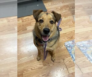 Mutt Dogs for adoption in Boston, MA, USA