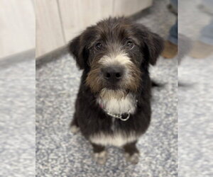Australian Shepherd-Irish Wolfhound Mix Dogs for adoption in Bemidji, MN, USA