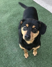 Meagle Dogs for adoption in Acworth, GA, USA