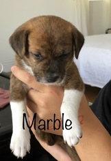 Medium Photo #1 Doxle Puppy For Sale in Los Angeles, CA, USA