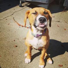 American Pit Bull Terrier-Saint Bernard Mix Dogs for adoption in Saint Paul, MN, USA