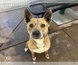 Holland Shepherd-Unknown Mix Dogs for adoption in Martinez, CA, USA