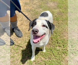 Mutt Dogs for adoption in Abbeville, LA, USA