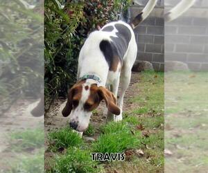 American Foxhound Dogs for adoption in Lindsay, CA, USA