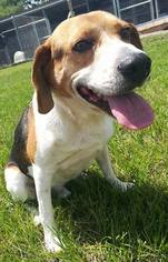 Beagle Dogs for adoption in Seahurst, WA, USA