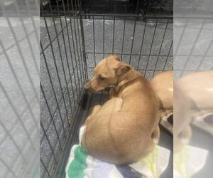 Chihuahua Dogs for adoption in Bakersfield, CA, USA