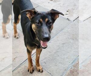 German Shepherd Dog Dogs for adoption in Toronto, Ontario, Canada