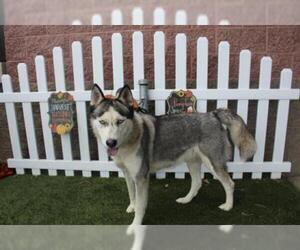 Siberian Husky Dogs for adoption in Modesto, CA, USA
