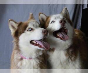 Australian Shepherd-Siberian Husky Mix Dogs for adoption in Mankato, MN, USA