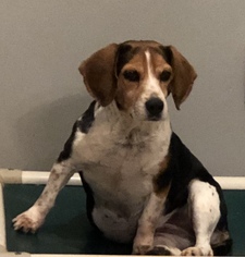 Medium Photo #1 Beagle Puppy For Sale in Winder, GA, USA
