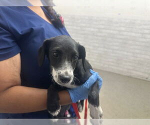 Tibetan Terrier Dogs for adoption in San Bernardino, CA, USA