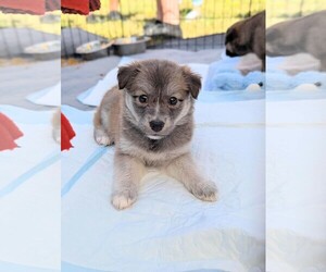 Border Collie Dogs for adoption in Holly Springs, NC, USA