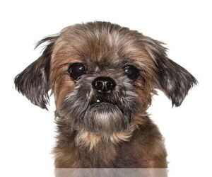 Affen Tzu Dogs for adoption in Oakland Park, FL, USA
