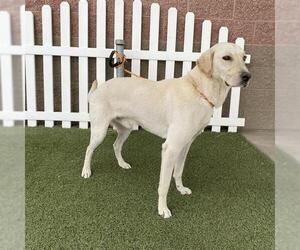 Labrador Retriever Dogs for adoption in Modesto, CA, USA