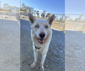 Australian Shepherd-Huskies Mix Dogs for adoption in Evansville, IN, USA
