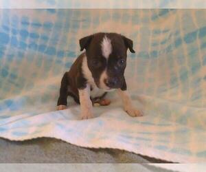 Medium Photo #1 American Pit Bull Terrier Puppy For Sale in Sacramento, CA, USA