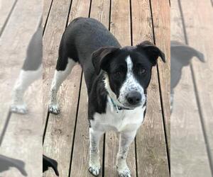 Border Collie-Unknown Mix Dogs for adoption in Lovingston, VA, USA