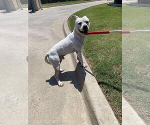 American Pit Bull Terrier-Unknown Mix Dogs for adoption in Rockwall, TX, USA
