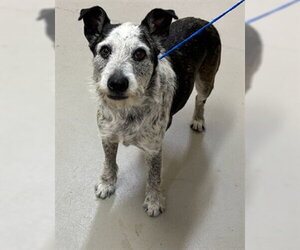 GIANT SCHNAUZER -Unknown Mix Dogs for adoption in Sanford, FL, USA