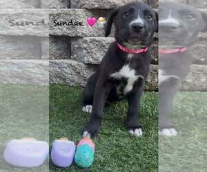 Shollie Dogs for adoption in Turlock, CA, USA