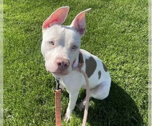 Mutt Dogs for adoption in Martinez, CA, USA